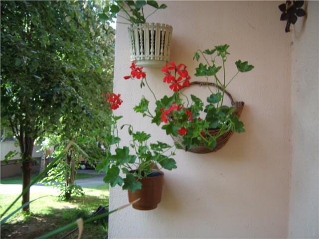 puzavi muškatli